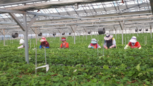 농업기술센터, 바이러스 없는 우량 딸기묘 11만주 분양