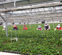 농업기술센터, 바이러스 없는 우량 딸기묘 11만주 분양